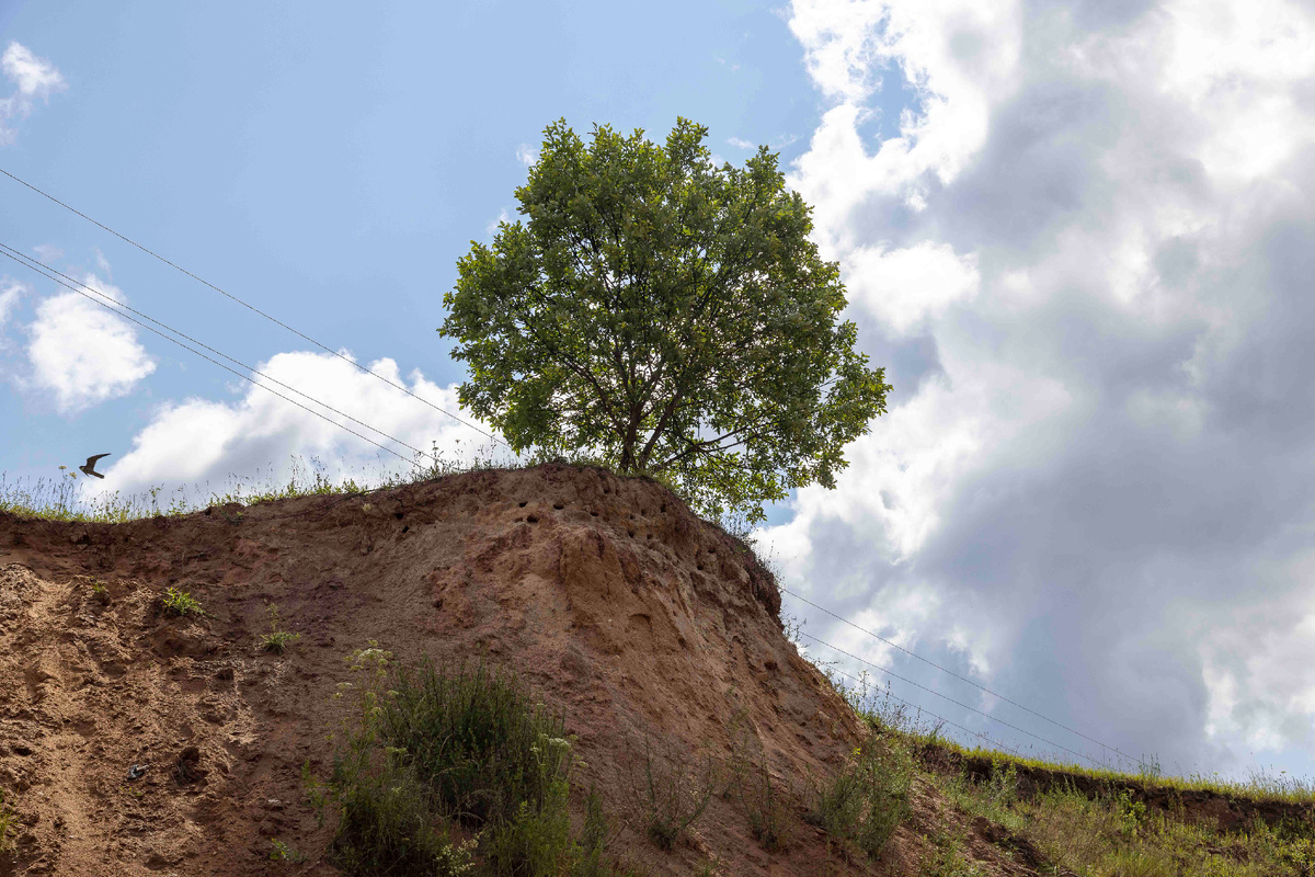 дерево на краю