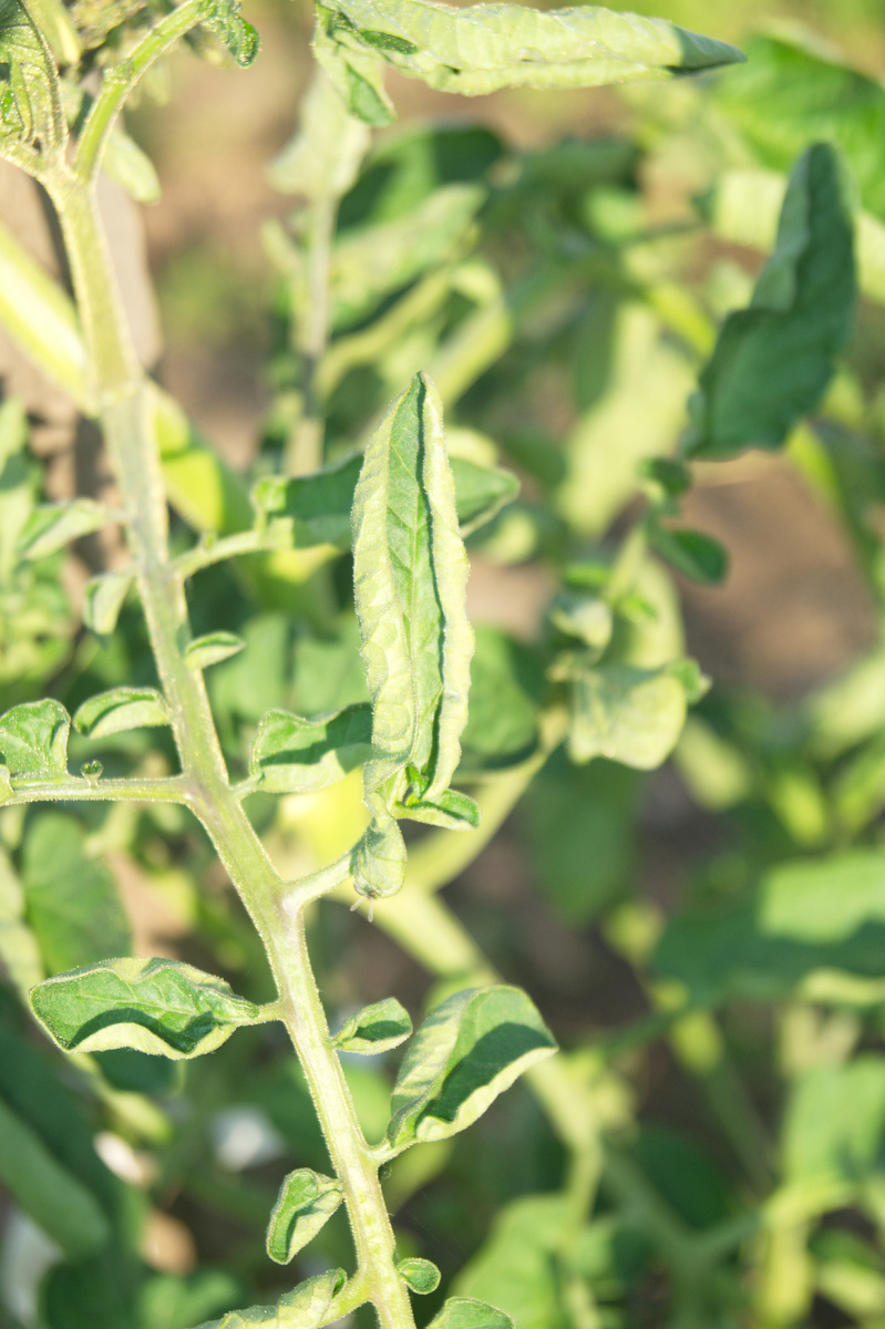 Автор фото: Константин Шак (Konstantin Shak)