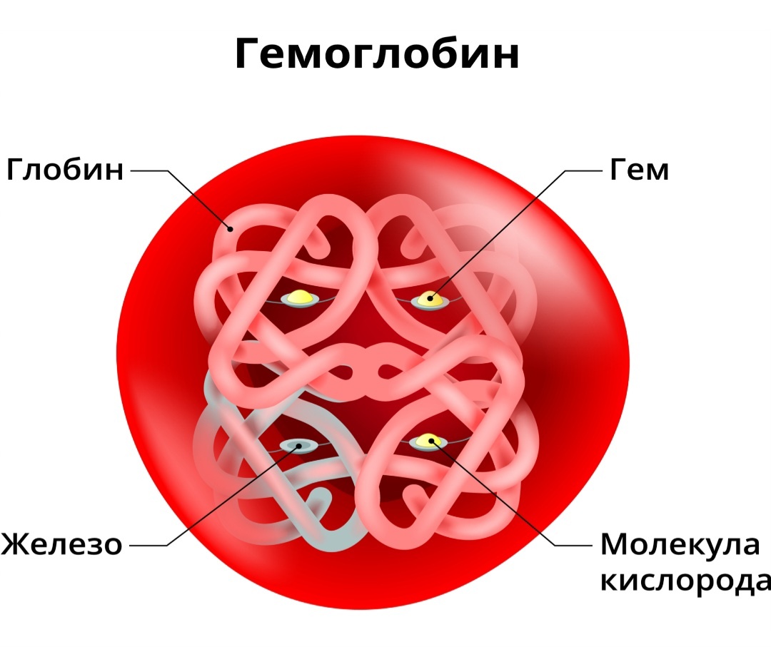 Гемоглобин это тоже белок