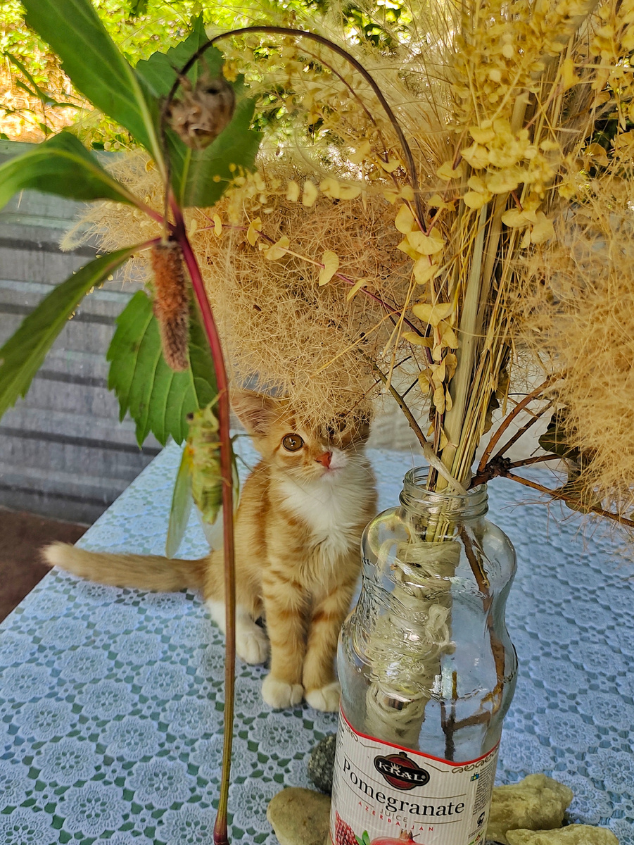 Охотник на цикад