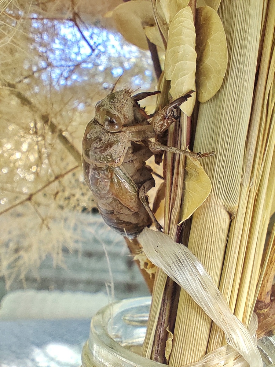 Личинка цикады, нимфа