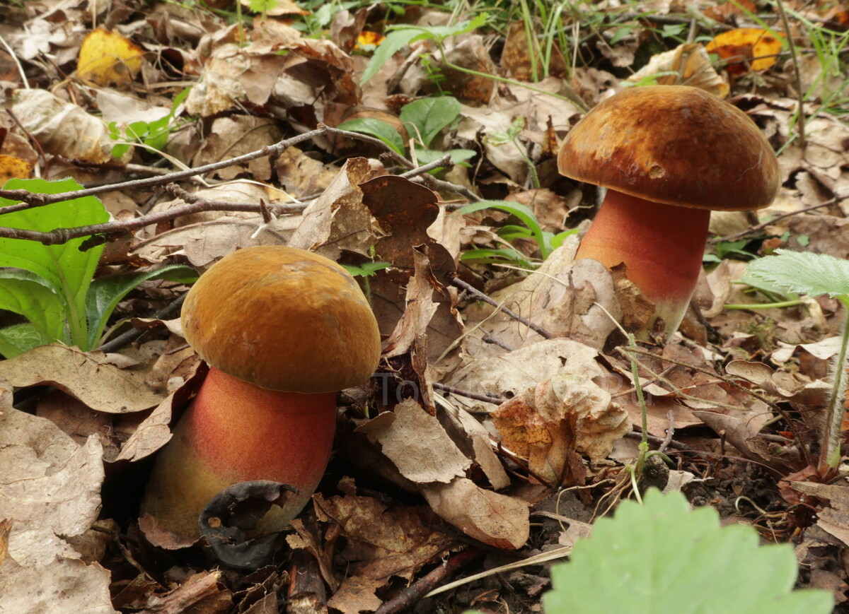 Каким же бессердечным человеком надо быть, чтобы не любить дубовики! (фото И.Лебединского)