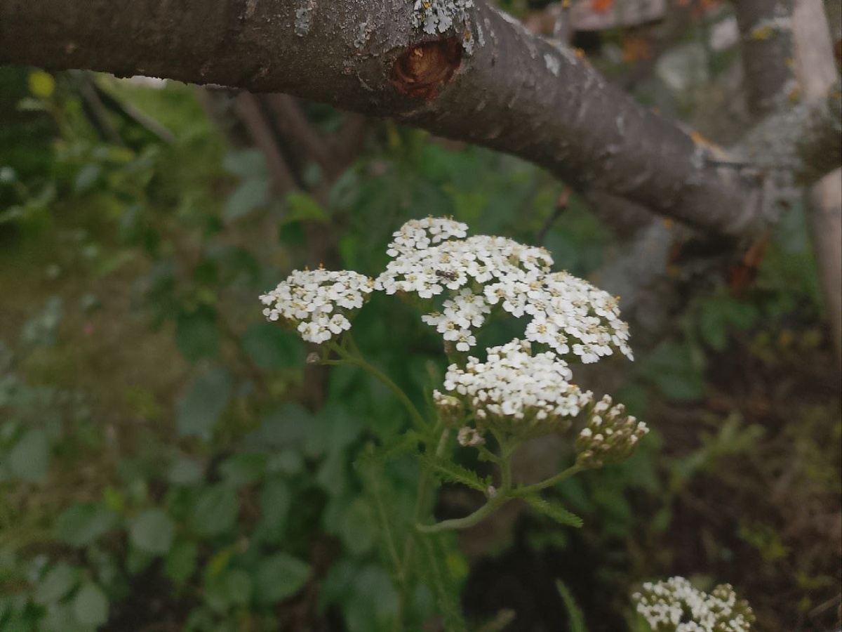 Тысячелистник