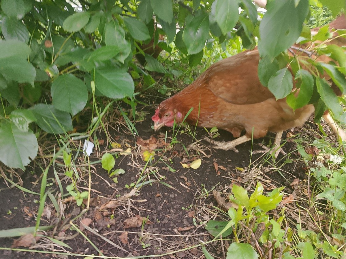 В поисках подножного корма