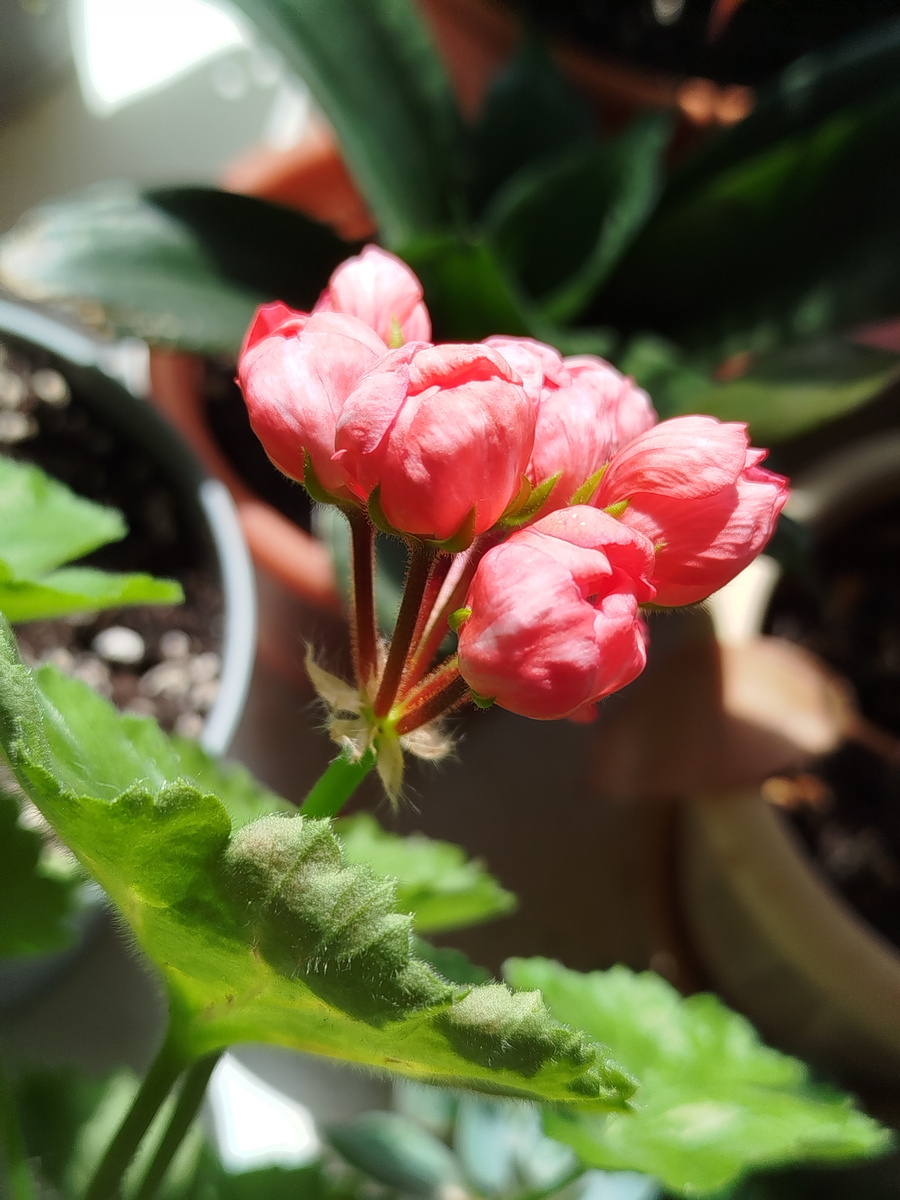 любимые гераньки в лучах солнца