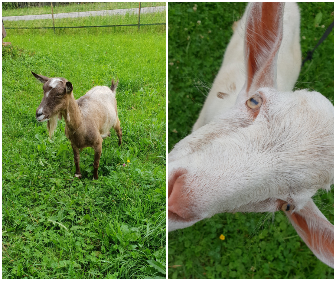 Бабушкины козы, фото из личного архива автора.