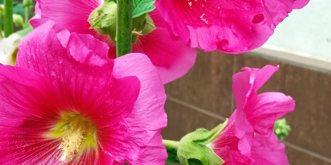 МНОГОЛЕТНИЕ ЦВЕТЫ В САДУ: ОДИН РАЗ ПОСАДИЛ И ЗАБЫЛ