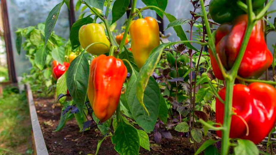 Крупные плоды перца этого сезона