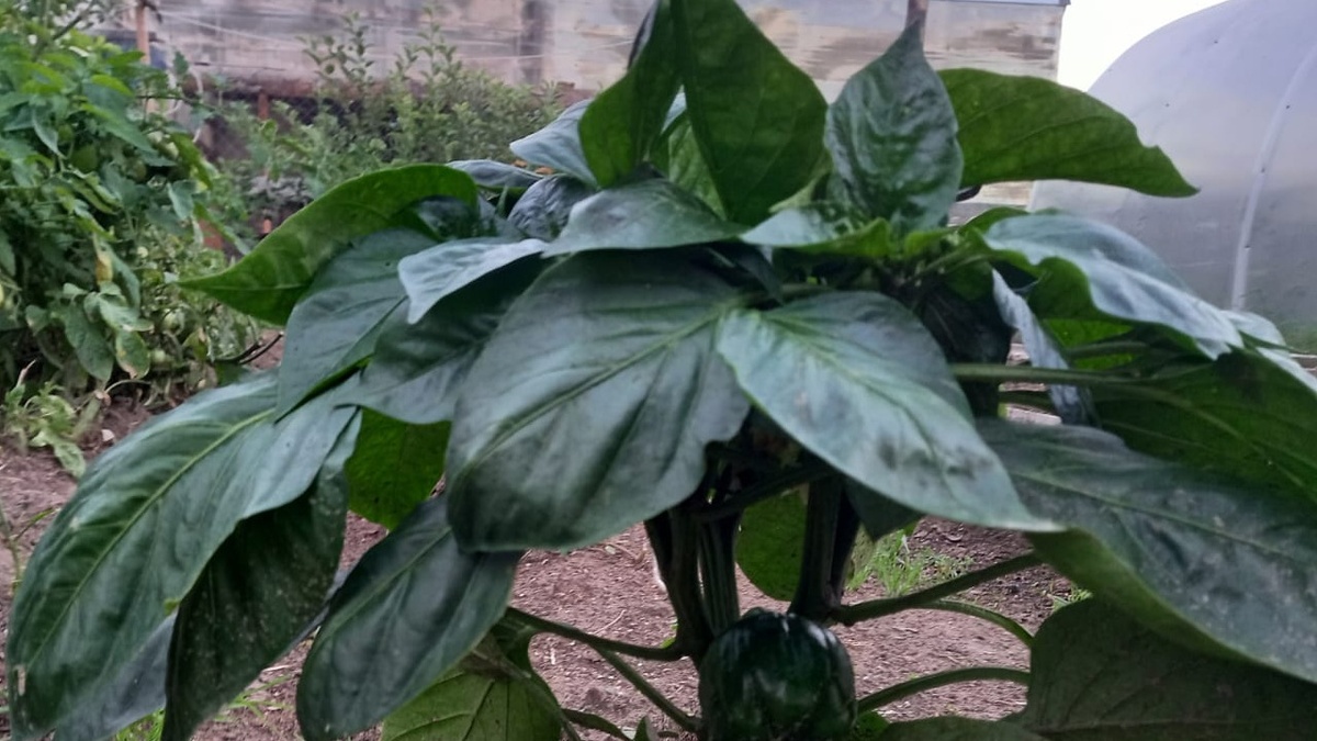 Листва здорового перца