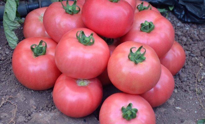      Что нужно знать при выращивании розовых томатов в теплице