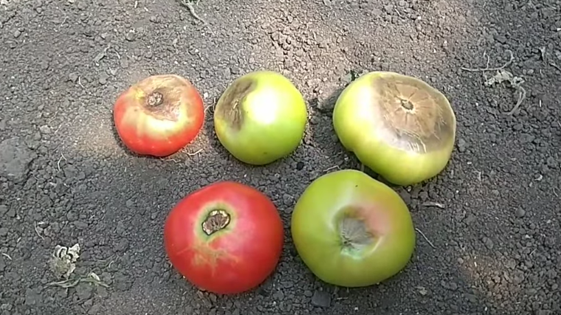 Забываю про гнилые помидоры с июля навсегда. Вершкую томаты по методу соседки-агронома с долгим стажем