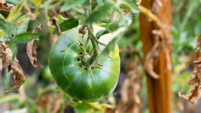 массовое поражение фитофторой