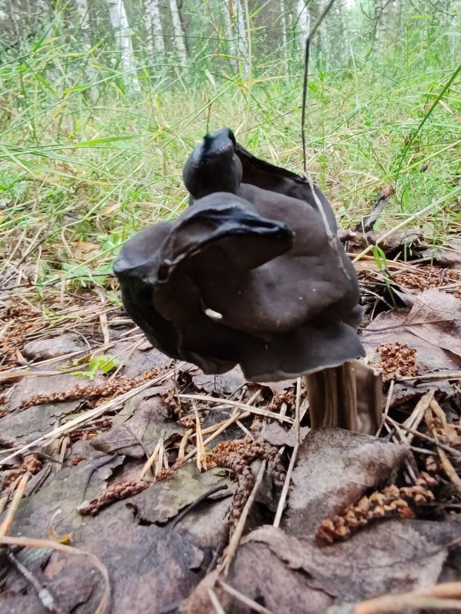    Фото Ирины Морозовой из группы "Курские грибники, грибы, ягоды"