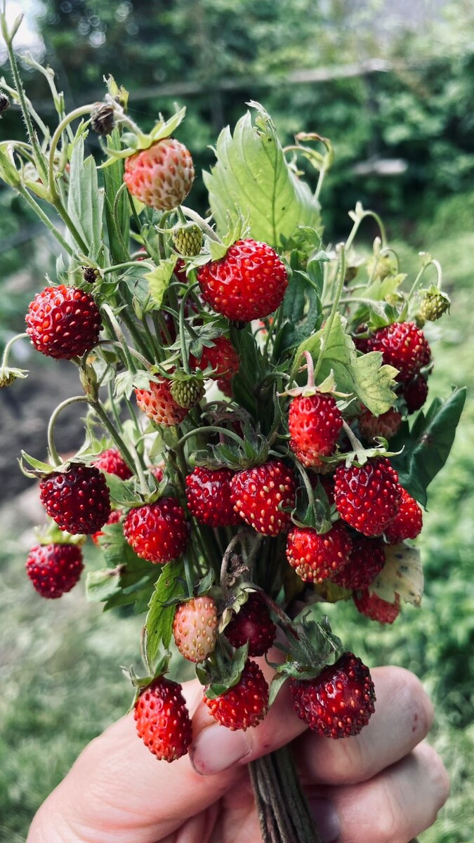 Земляника лесная