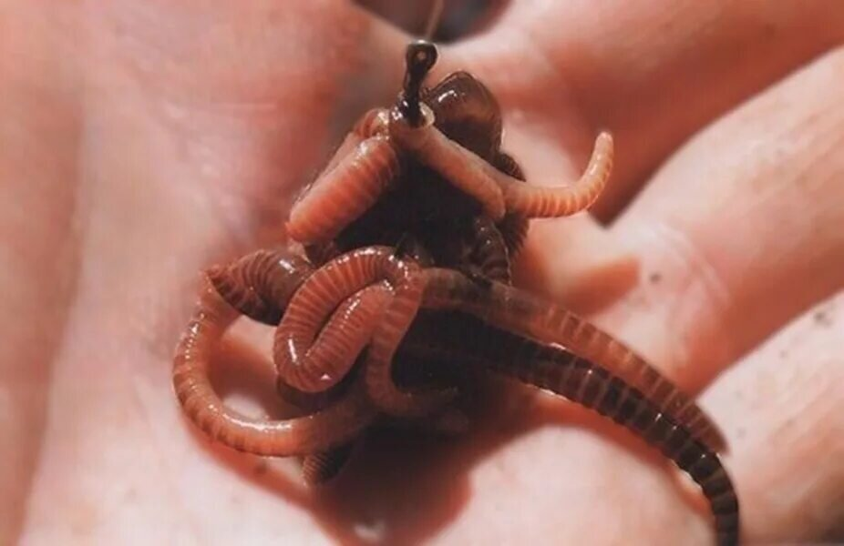 Фото с сайта: https://avatars.dzeninfra.ru