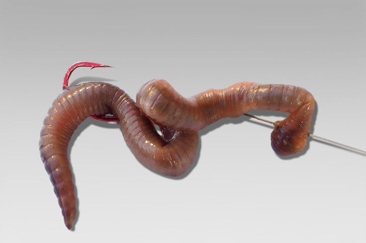 Фото с сайта: https://i.pinimg.com/736x/2f/b6/c1/2fb6c12d4921d298ecd29620fd68bed1.jpg