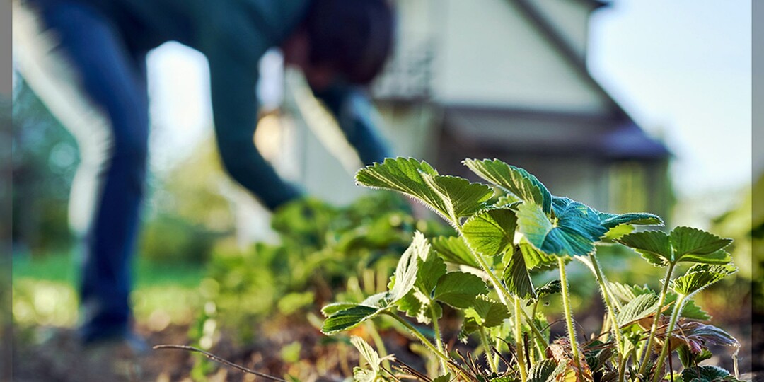 6 полезных советов, как поступить с летней клубникой после плодоношения