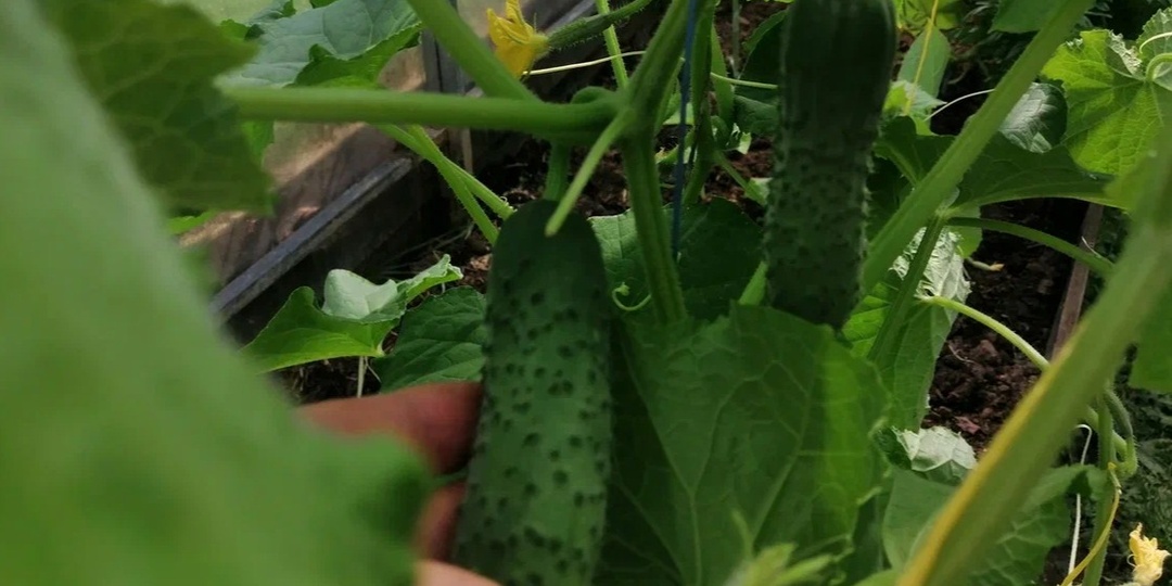 Соседка Галя поливает огурцы в +35°C и собирает по 2 ведра. Рассказала 12 правил правильного полива против 3 ошибок новичков