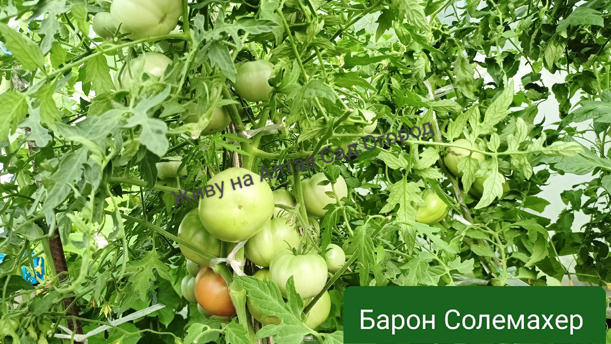 Карликовый томат