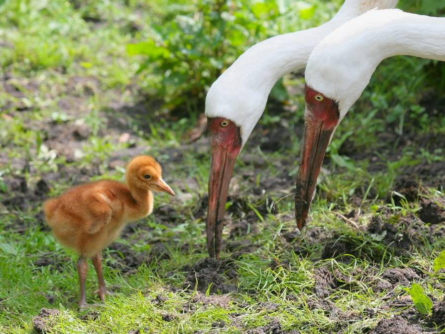 На фото: стершонок с родителями.