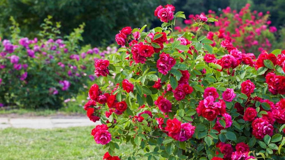 Мои розы в сентябре - результат правильной июльской обрезки