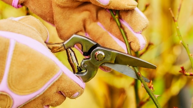 Идеальный момент для летней обрезки