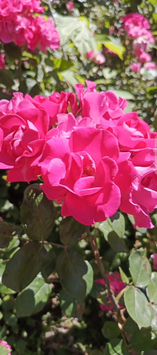 Розовые розы. Фото автора.