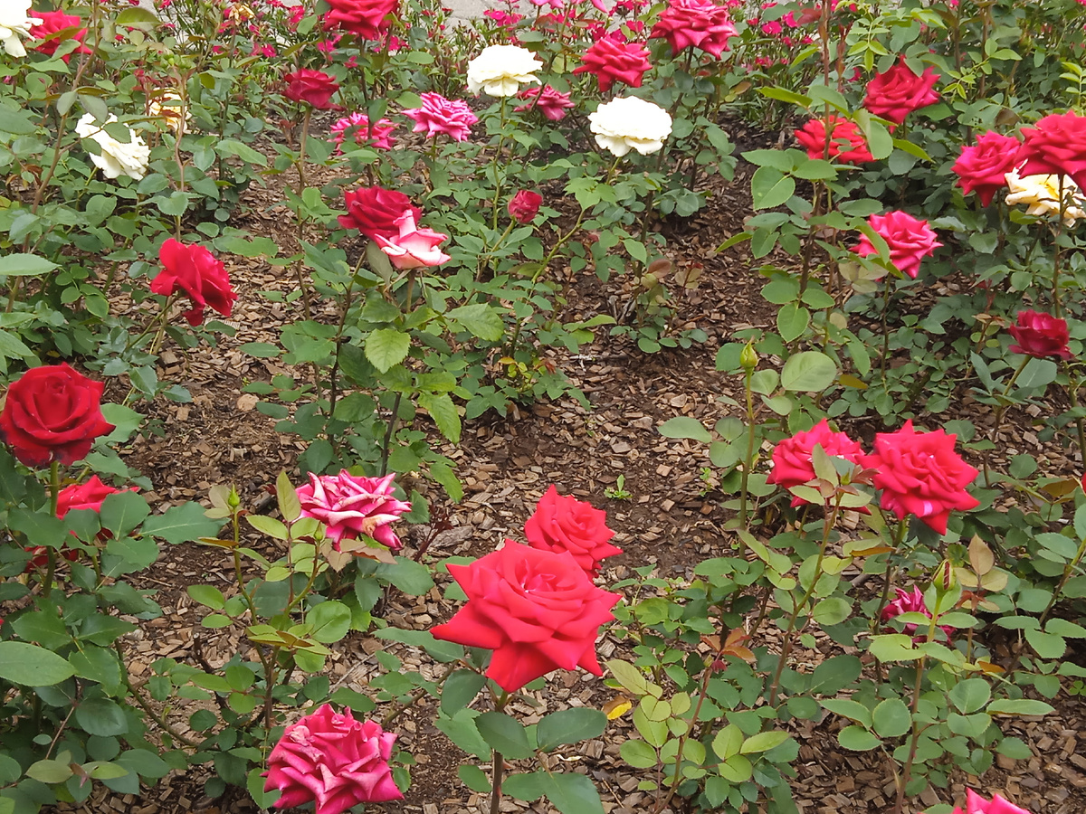 Розы возле Драмтеатра. 