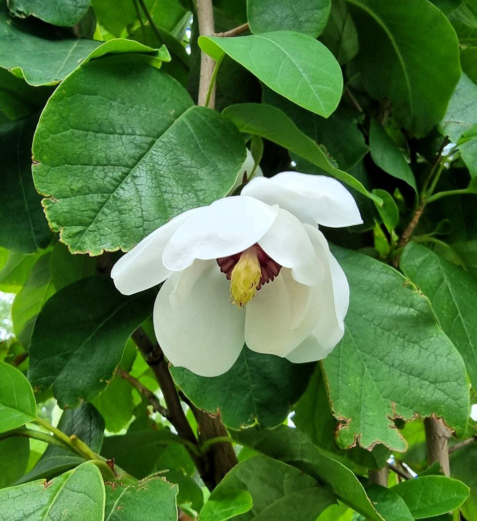 Магнолия Зибольда цветет в городском дворе. Москва. Июнь.