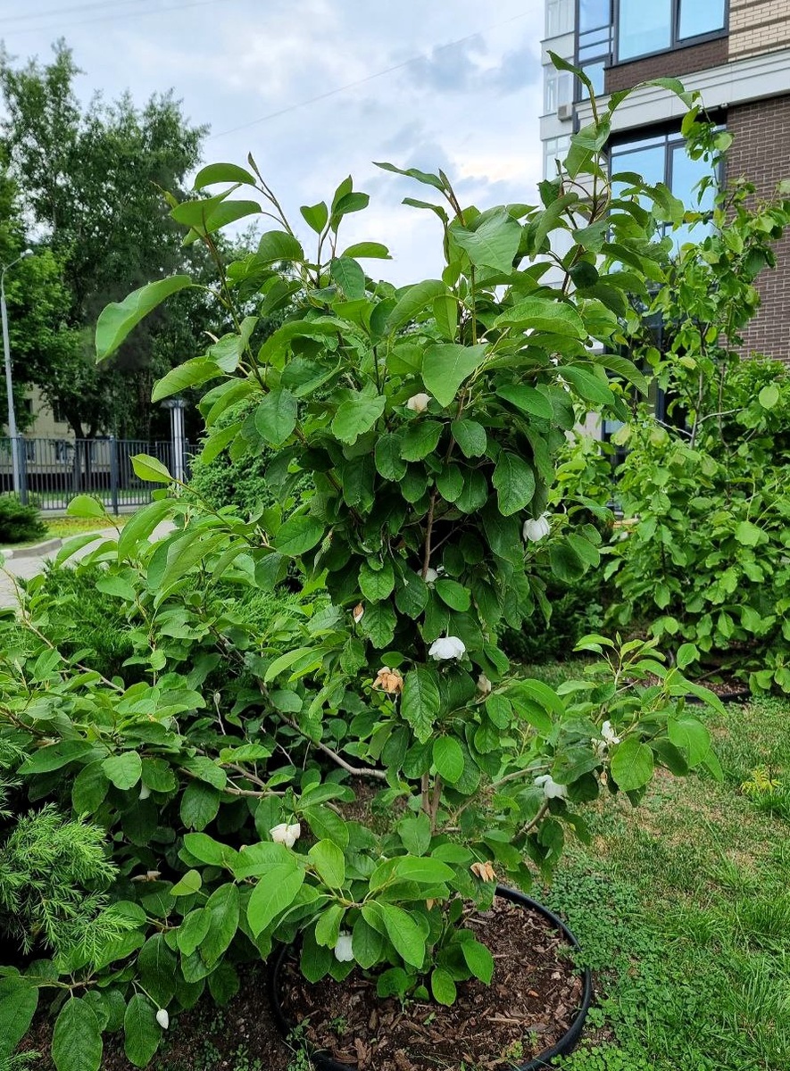 Магнолия Зибольда (Magnolia sieboldii) в городском дворе. Москва.