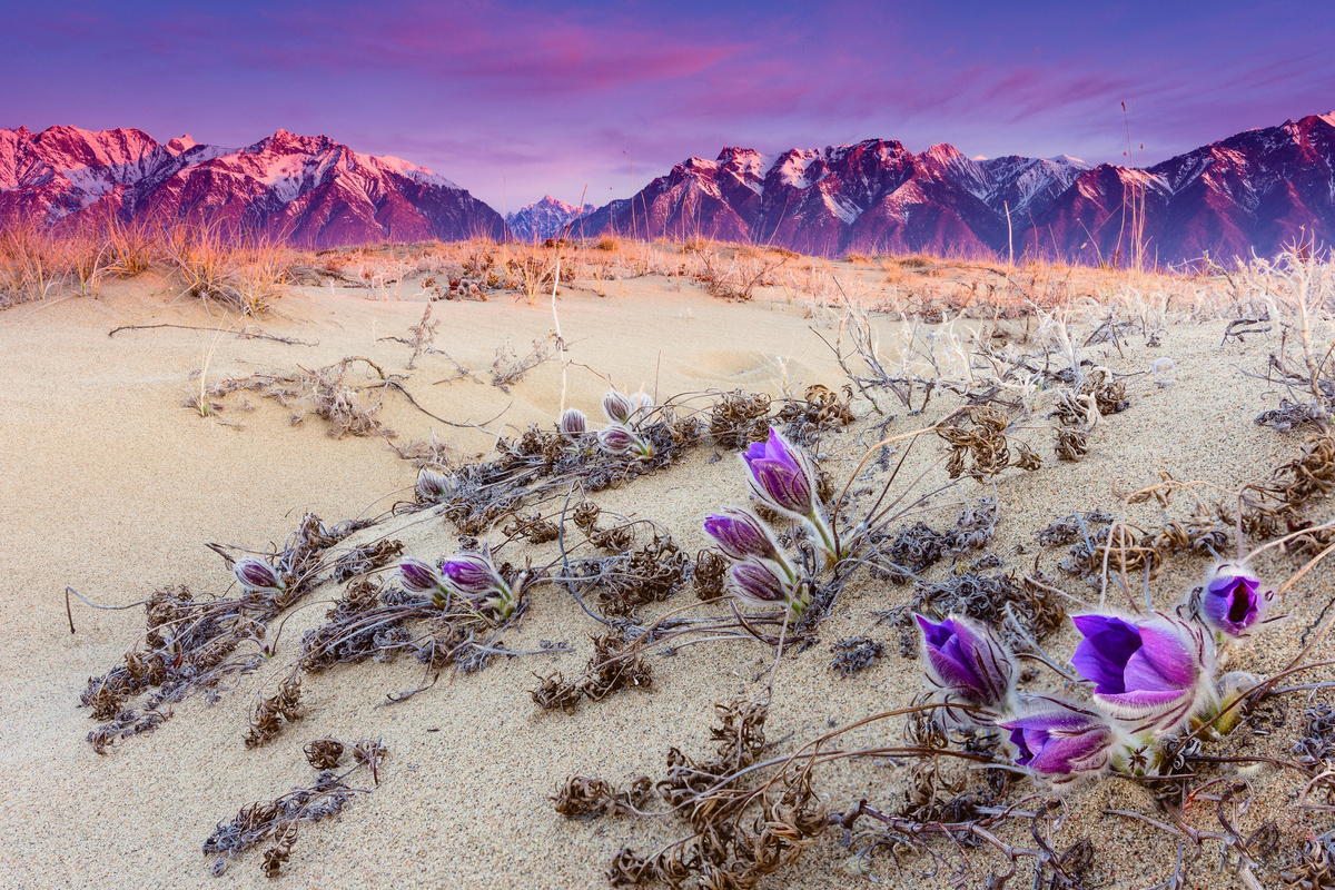 Весной в разных местах можно увидеть поляны ярко-фиолетовых забайкальских подснежников, пробивающихся из-под снега и песка. 