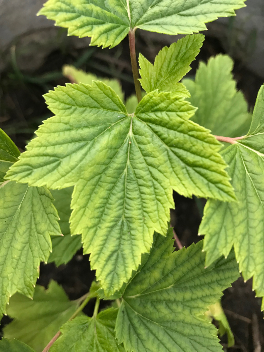 Лист черной смородины