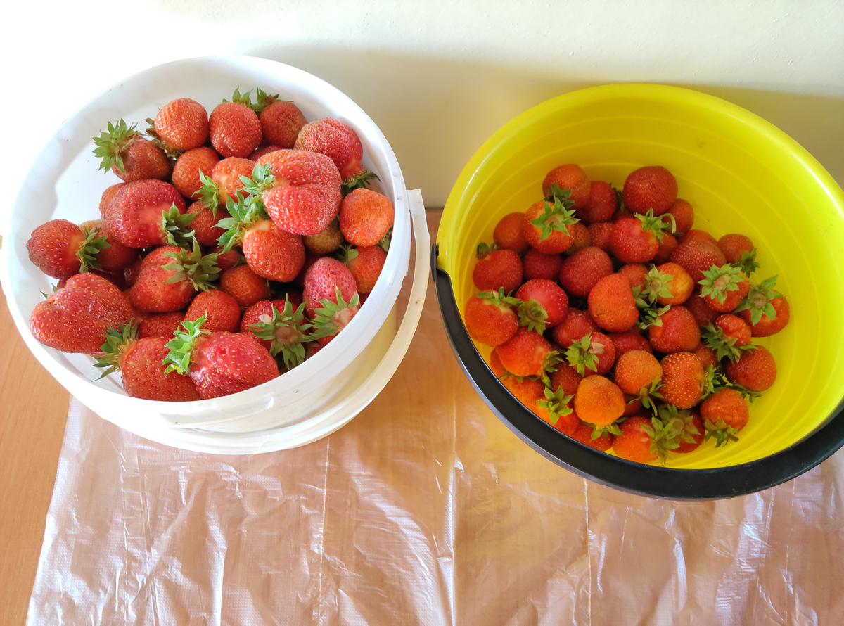 Земляника садовая ФЕСТИВАЛЬНАЯ