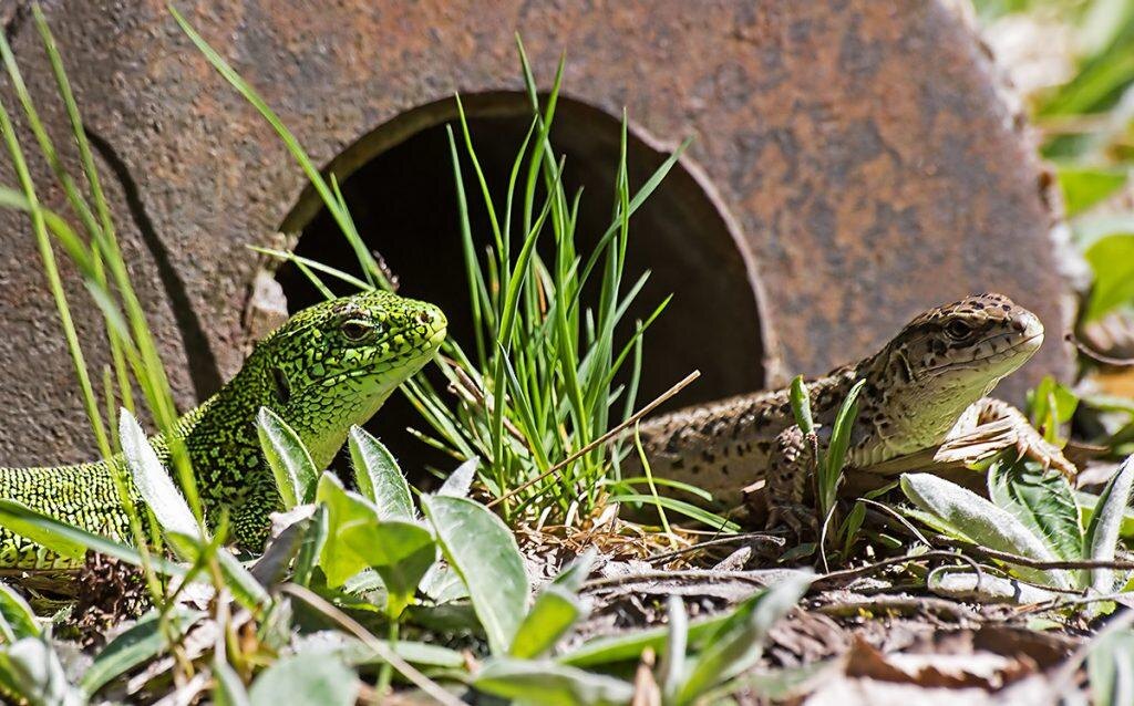 Ящерицы в саду