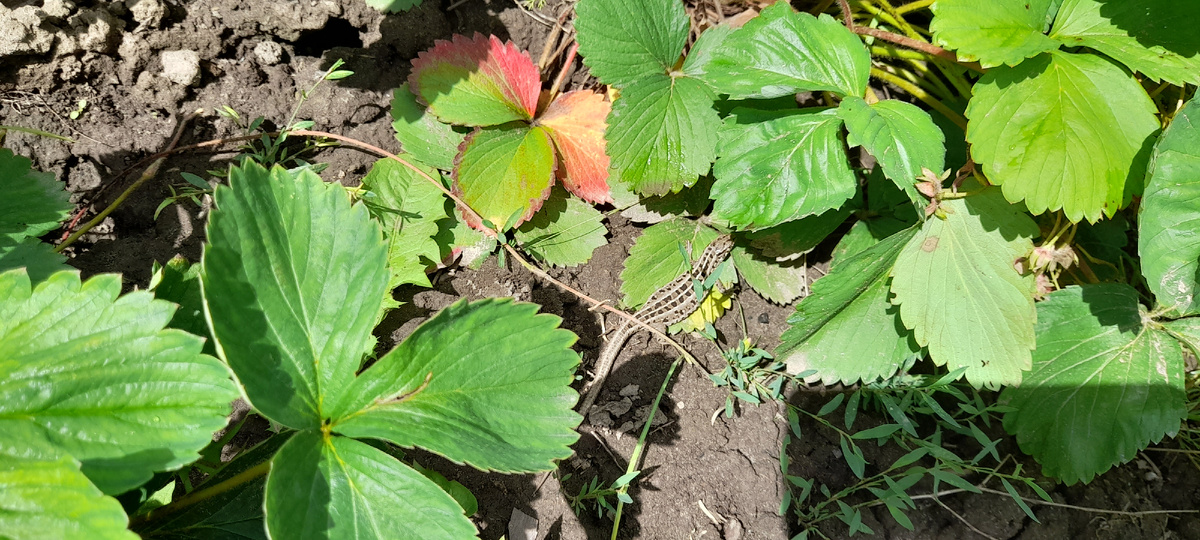 Ящерица ищет самую вкусную ягоду