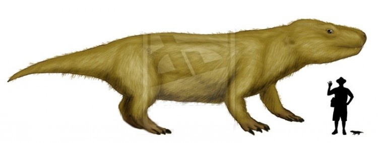 Траверсодон: иллюстрация/сравнение размеров с человеком.