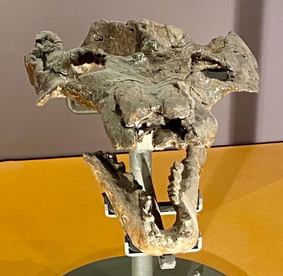 Череп траверсодона с нижней челюстью.