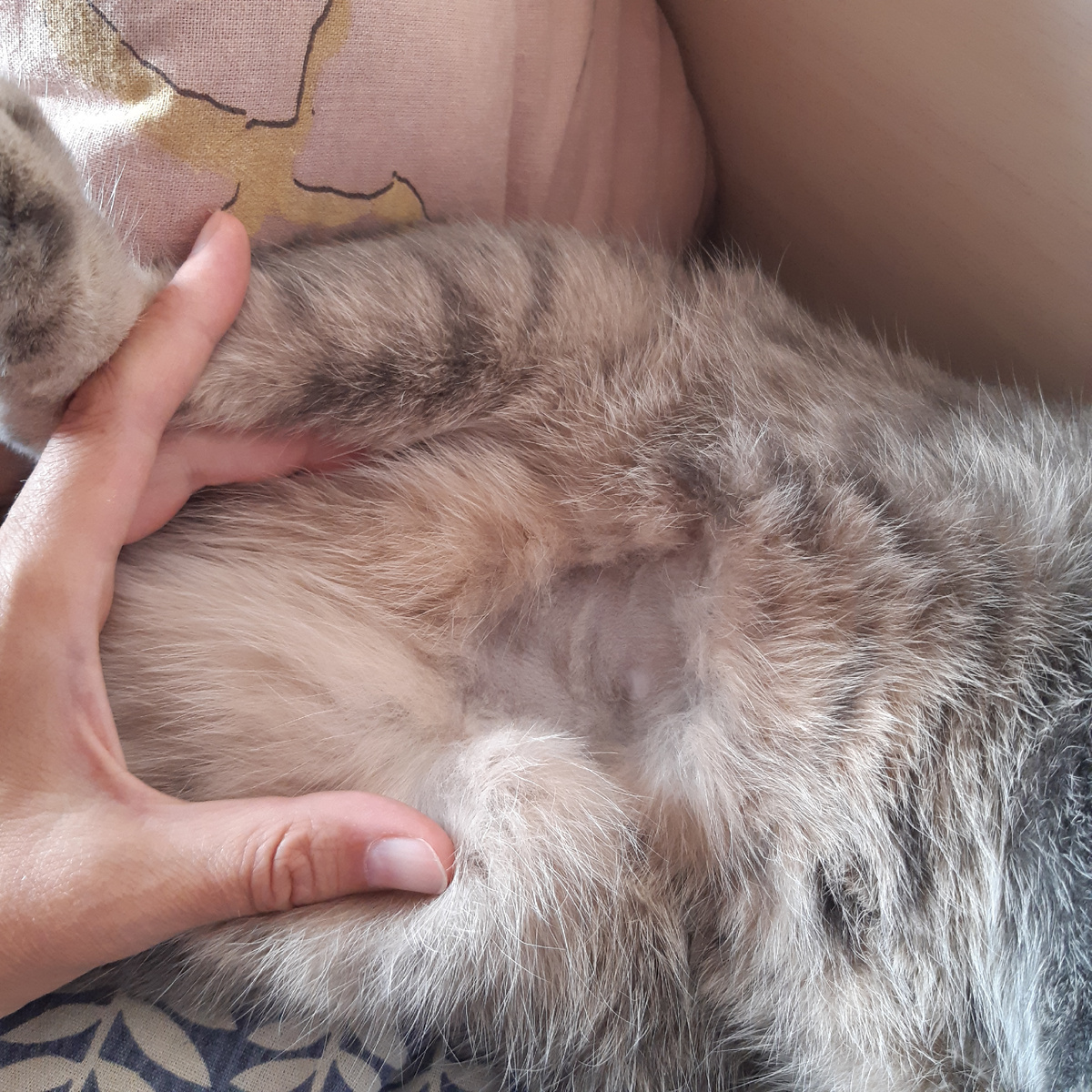 Бритое брюшко 