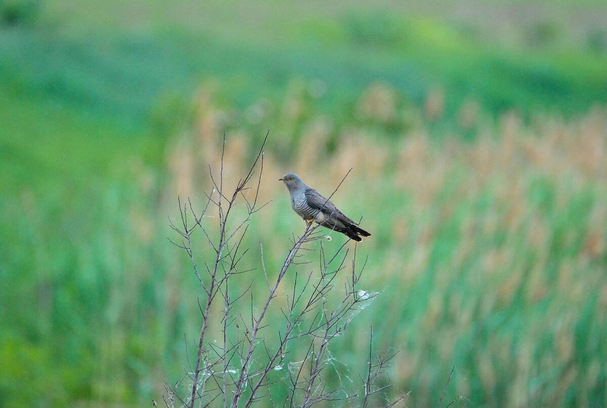 Фотография CosminBoroiu с Pixabay