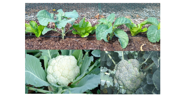 Капуста брокколи свежая купить в магазине или вырастить самому?