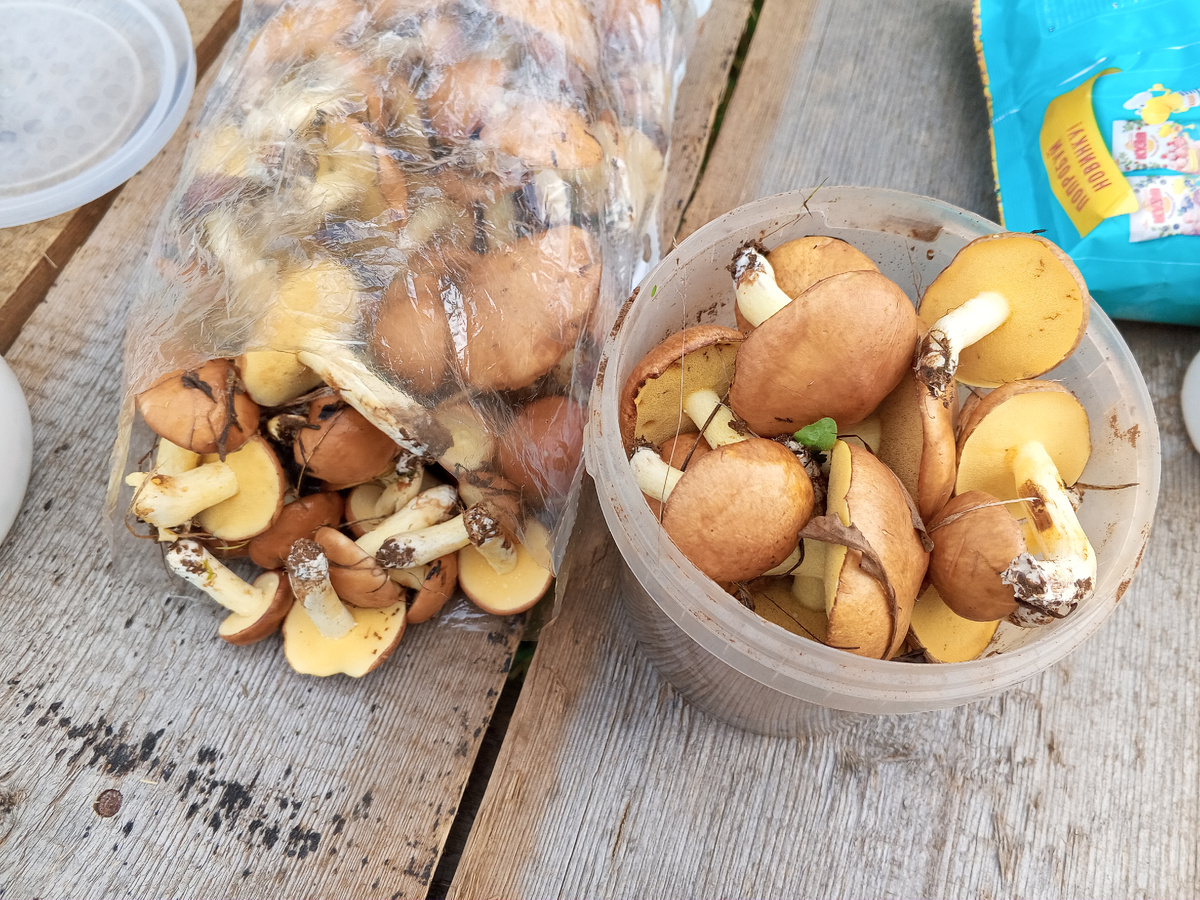 Вон сколько много насобирали.