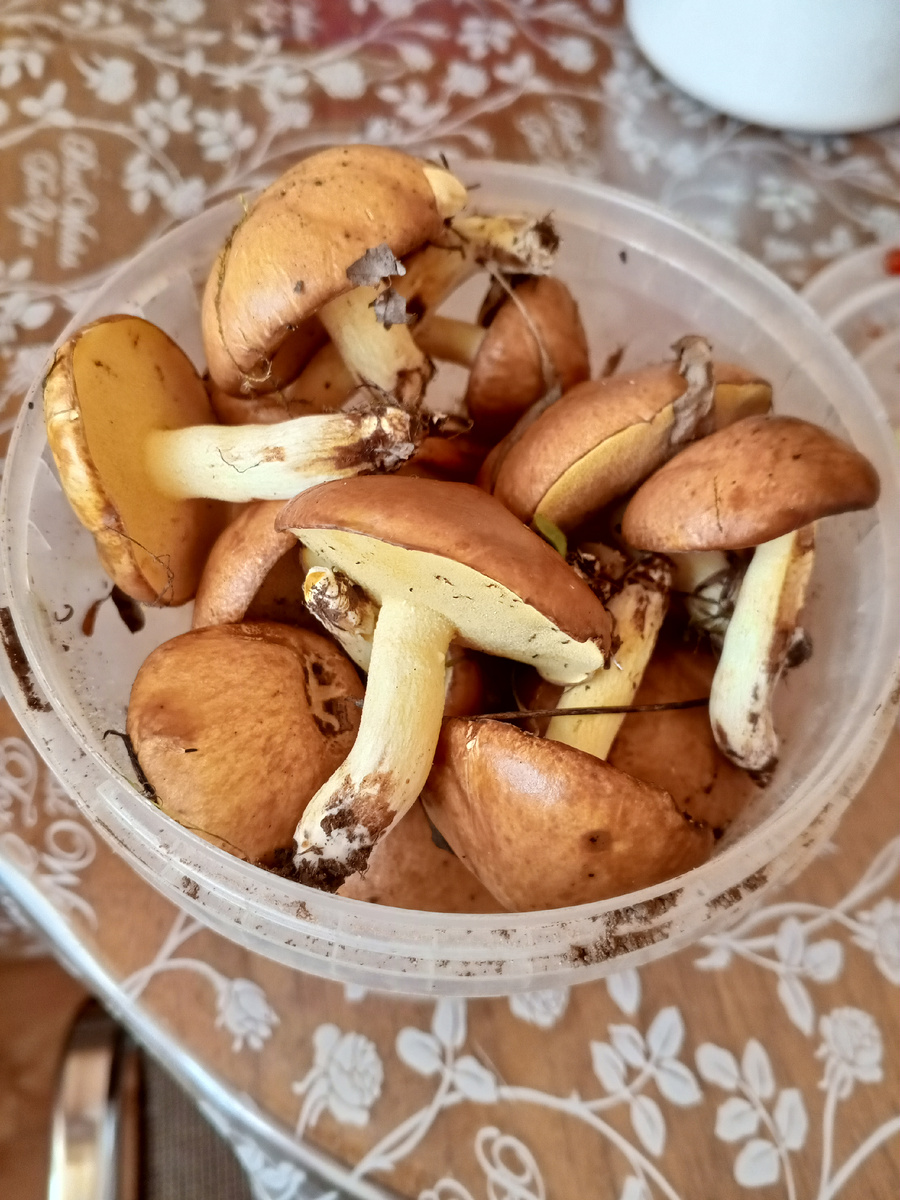 Красавцы на моей кухне