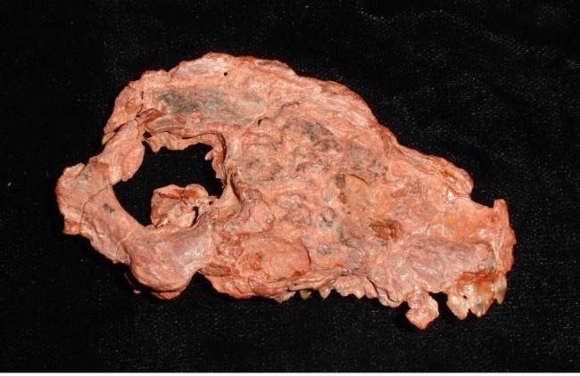 Череп сантакрузодона.