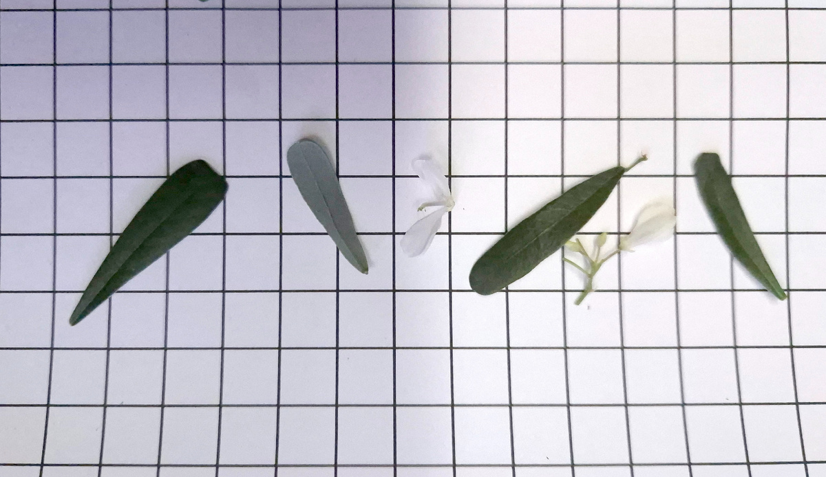 листья и цветки белого десмодиума