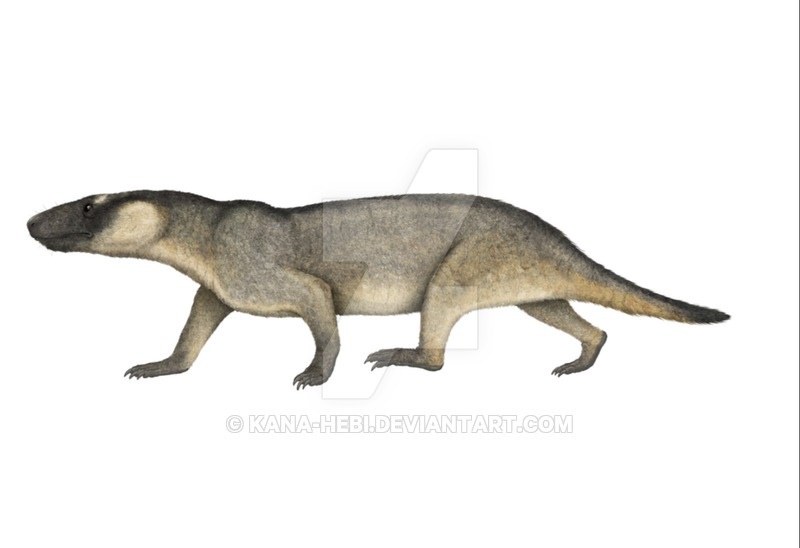 Массетогнат от Габриэля Угуэто.