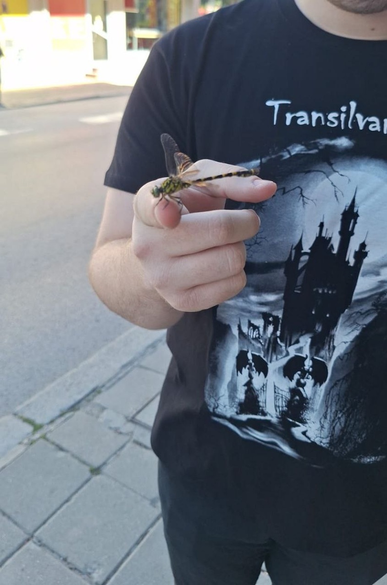 Вот такая непуганная стрекозень села на сына отдохнуть, пока они с папой ходили увольняться.