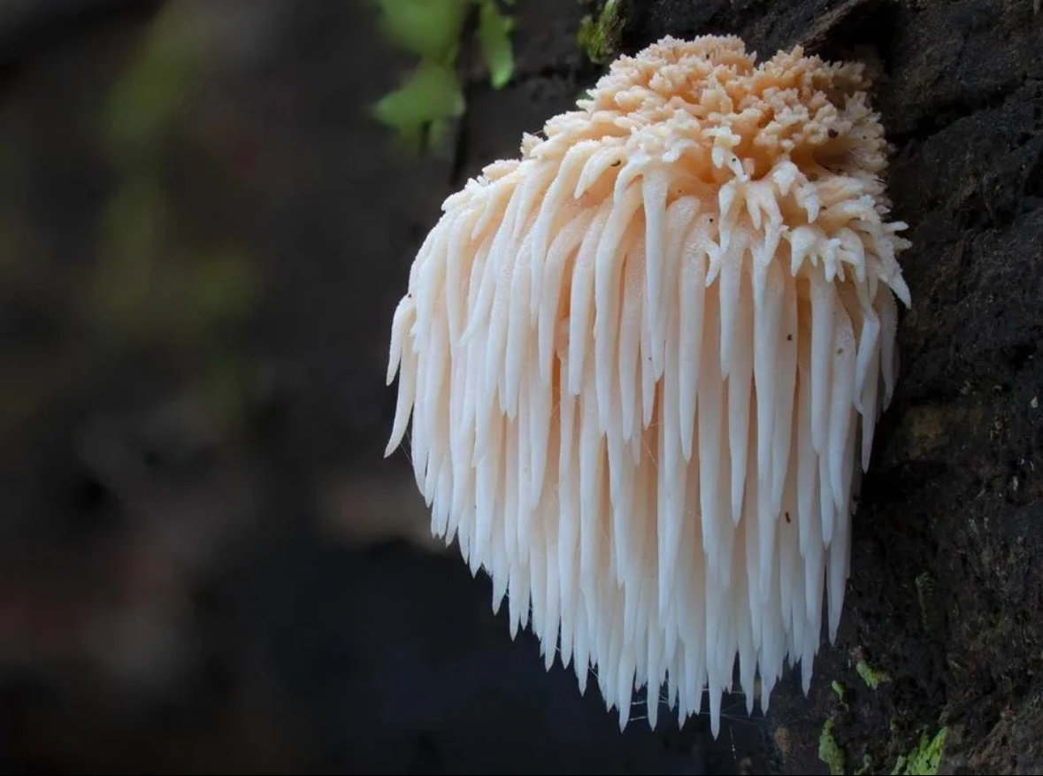 Ежовик гребенчатый в дикой природе 
