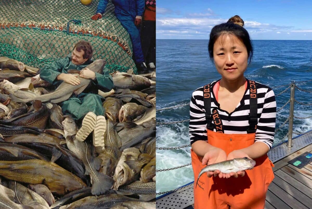    Спустя шесть лет после полного запрета на вылов трески в Балтийском море по-прежнему не видно ее крупных представителей / © Jesper Bay, Danish Institute for Fisheries and Marine Research, Thorsten Reusch, GEOMAR