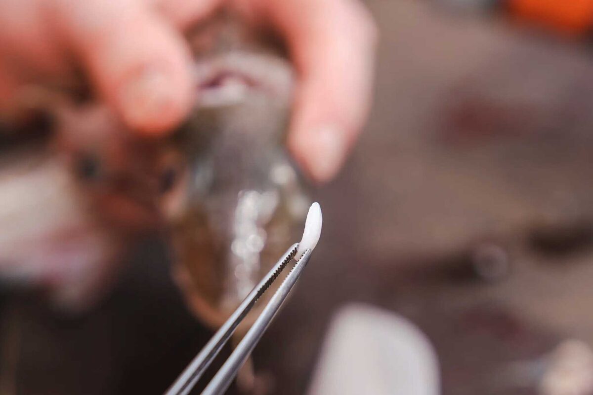    Отолиты — крошечные костные структуры, расположенные во внутреннем ухе большинства рыб. Отолиты растут на протяжении всей жизни рыбы и образуют своего рода годовые кольца, подобно древесным. Изучая эти кольца, ученые могут оценить возраст и скорость роста особи / © Sarah Uphoff, GEOMAR