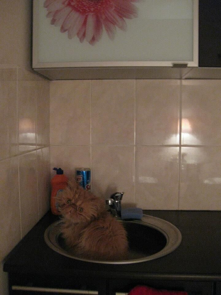 Это кухня моя ещё на старой квартире. В раковине сидит мой первый кот Бася. Он уже тут старенький, 14 лет он прожил со мной душа в душу. Когда умер, мы с отцом Ксюши уже в разводе были. Но все равно приехал его хоронить. 